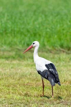 Stork in the meadow Stock Photos