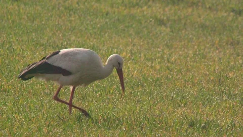 Stork on a meadow in spring Stock Footage 264839191