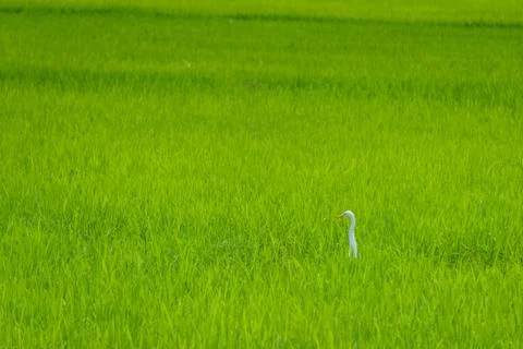 Stork in the middle of the paddy field Stock Photos