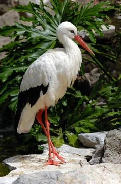 Stork in nature Stock Photos