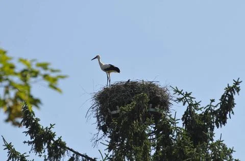A stork in a nest, brooding of the young birds a stork in a nest  Stock Photos