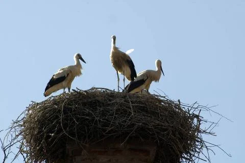 A stork in a nest, brooding of the young birds a stork in a nest  Stock Photos