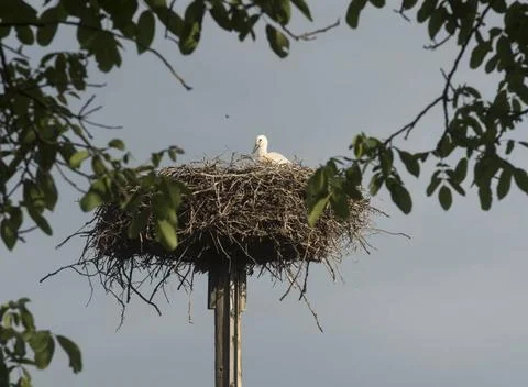  a stork in a nest, brooding of the young birds a stork in a nest  Stock Photos