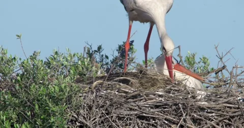Stork nest building closeup Stock Footage 280689226