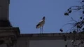Stork with nest on classic architecture building in Faro at Algarve, Portugal 4k or 4k+ Resolution
