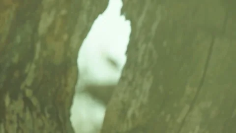 Stork in the nest, crevice in the tree Stock-Footage 88290088