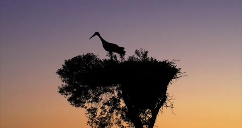 Stork nest dawn 2 Stock Footage 280689014