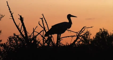 Stork nest dawn 3 Stock Footage 280689233