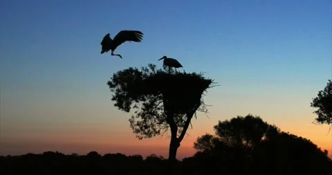 Stork nest dawn Stock Footage 280689032