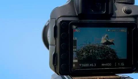 Stork in nest on a display of digital camera Stock Photos