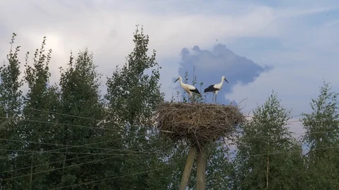 Stork nest on electric poll with dramatic cloud on background Stock Footage 93174137