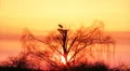 Stork nest HD Footage