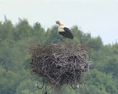 Stork nest Stock Footage 8839096