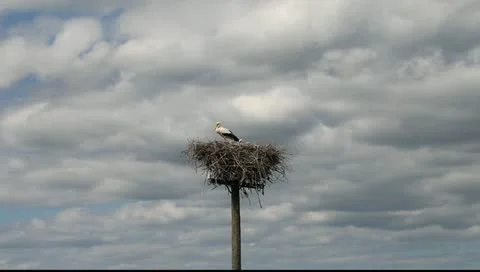 Stork in nest. Stock-Footage 11292492