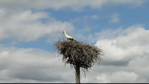 Stork in nest. Stock-Footage 11292493