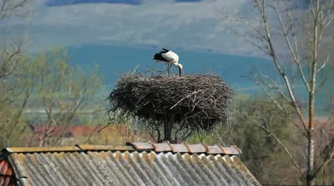 Stork on nest Stock Footage 11343953
