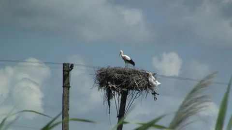 Stork in nest 스톡 동영상 25859577