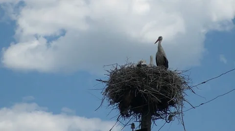 A stork is in a nest Video stock 35289890