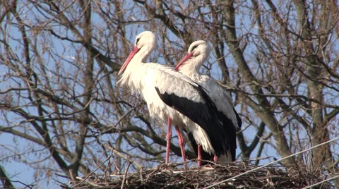 Stork in nest Vidéo 36791855