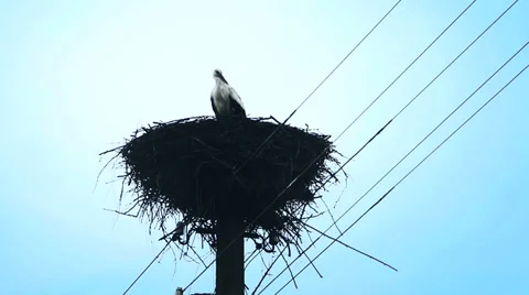 Stork in the nest Stock Footage 38005120