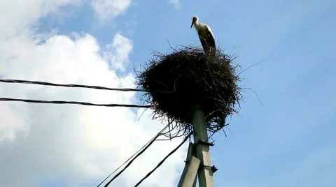 Stork in the nest. Stock Footage 38819709
