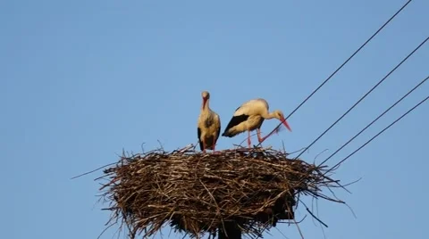 Stork in the nest Stock Footage 56606816
