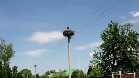 Stork in the nest Video stock 69255174