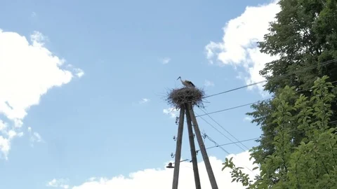 Stork in the nest Stock Footage 77146838