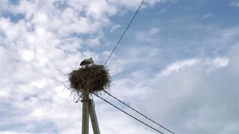 Stork in the nest Stock Footage 77452654