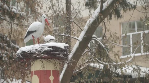 Stork in the nest Stock Footage 84863558