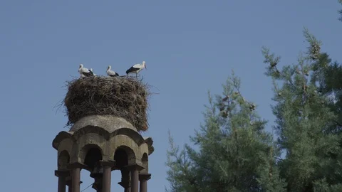 Stork nest Video stock 94085912