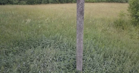 Stork Nest Stock Footage 102049179