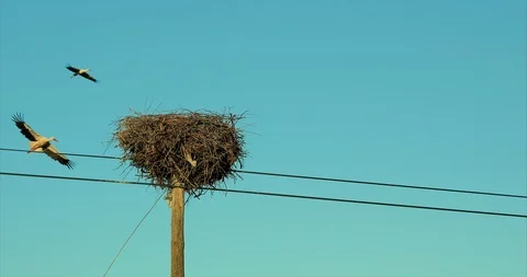 Stork Nest 動画素材 113455161