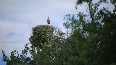 STORK IN THE NEST Stock Footage 158126916