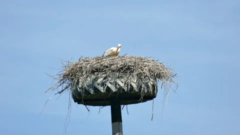Stork in the nest 스톡 동영상 204803264