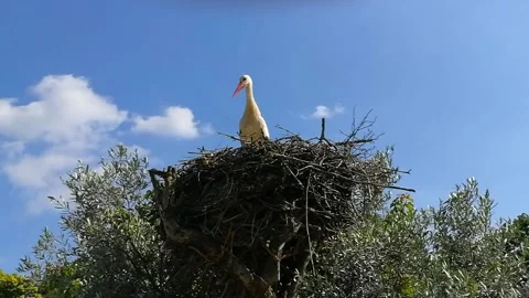 Stork in the nest Stock Footage 310790571