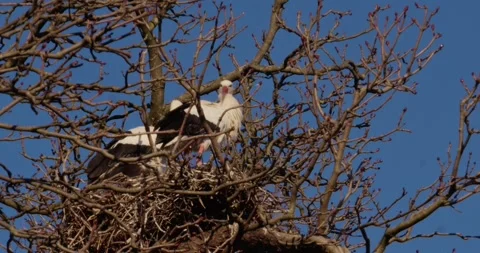 Stork Nest Stock Footage 312632869