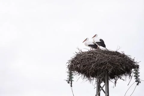Stork nest on a lamp post, with two animals Stock Photos