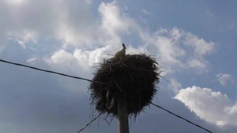 Stork nest on a light pole Stock-Footage 131830882