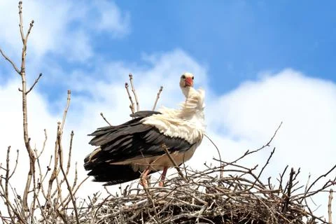Stork in the nest Stock Photos