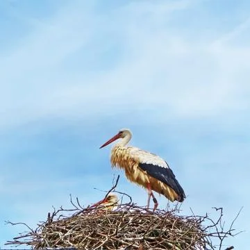 Stork on nest Stock Photos