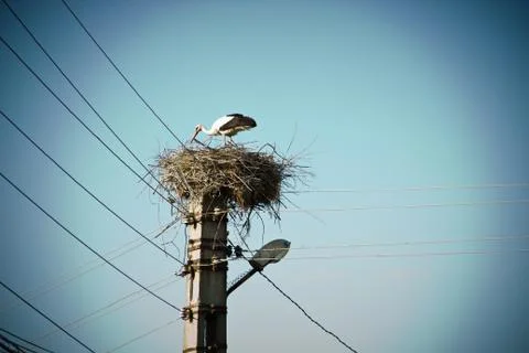 Stork nest Foto stock