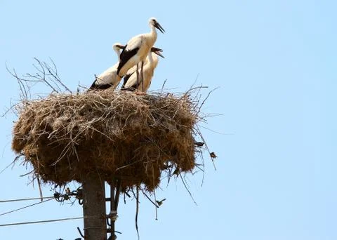Stork on the nest Stock Photos