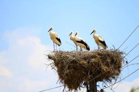 Stork on the nest Foto stock