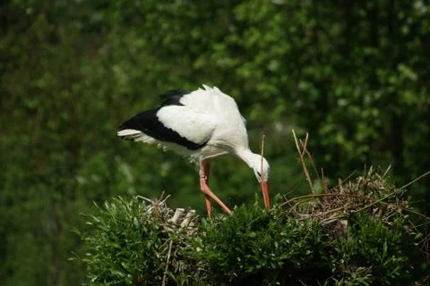 Stork in the nest Stock Photos