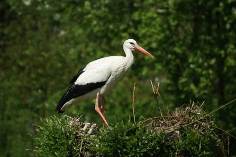 Stork in the nest Stock Photos