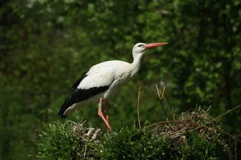 Stork in the nest Stock Photos
