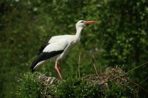 Stork in the nest Stock Photos