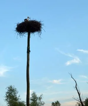 Stork in nest Stock Photos