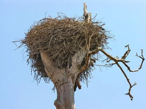 Stork nest Stock Photos